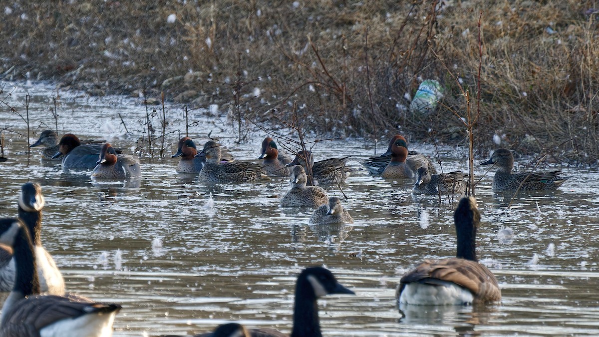 čírka obecná - ML646235028