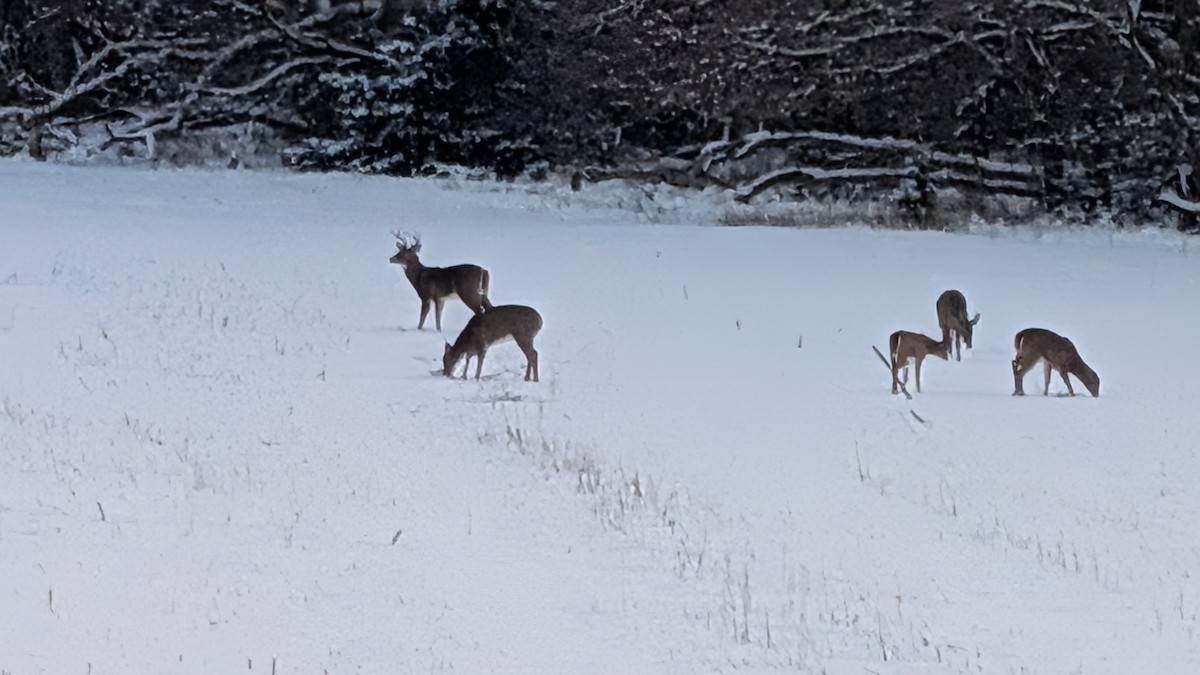 White-tailed Deer - ML646235029