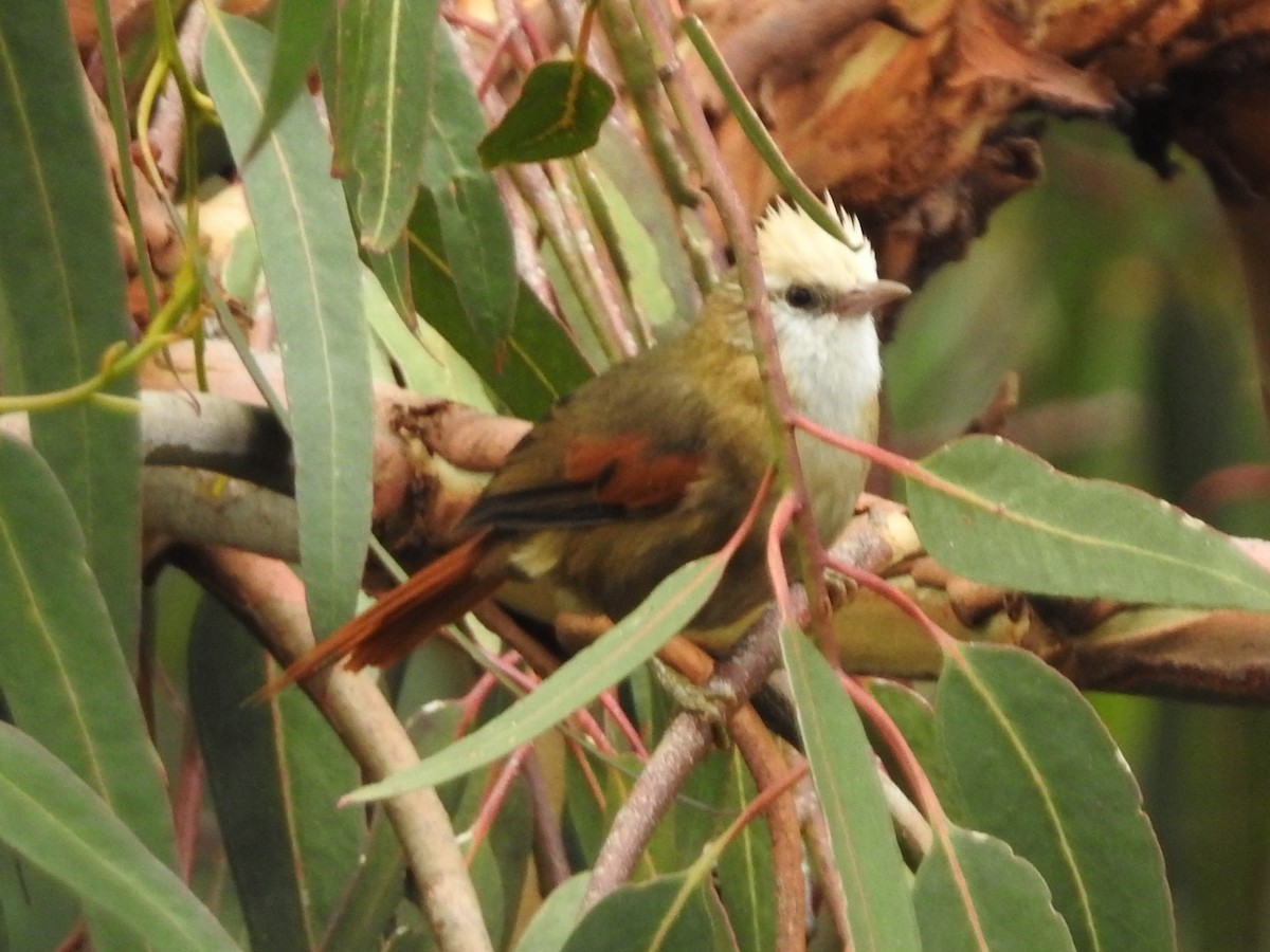 Creamy-crested Spinetail - ML646235030