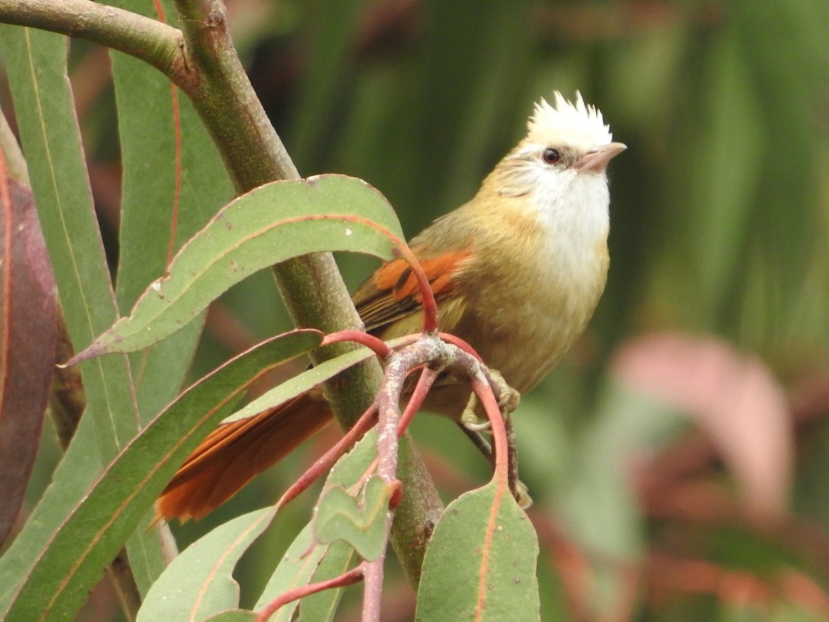 Creamy-crested Spinetail - ML646235031
