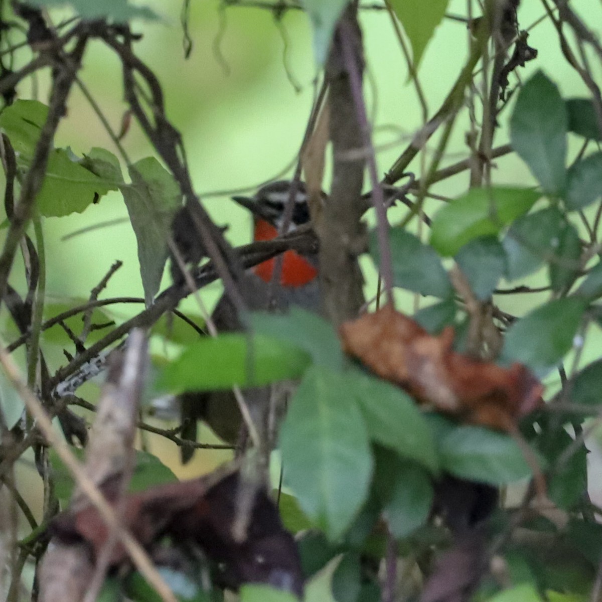Siberian Rubythroat - ML646235032