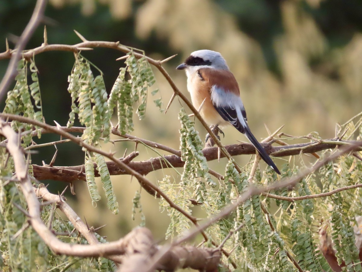 Bay-backed Shrike - ML646235037