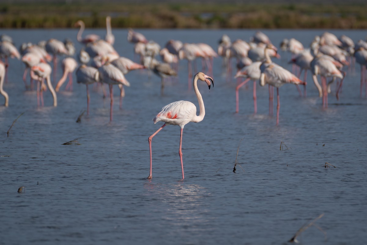 Greater Flamingo - ML646235039