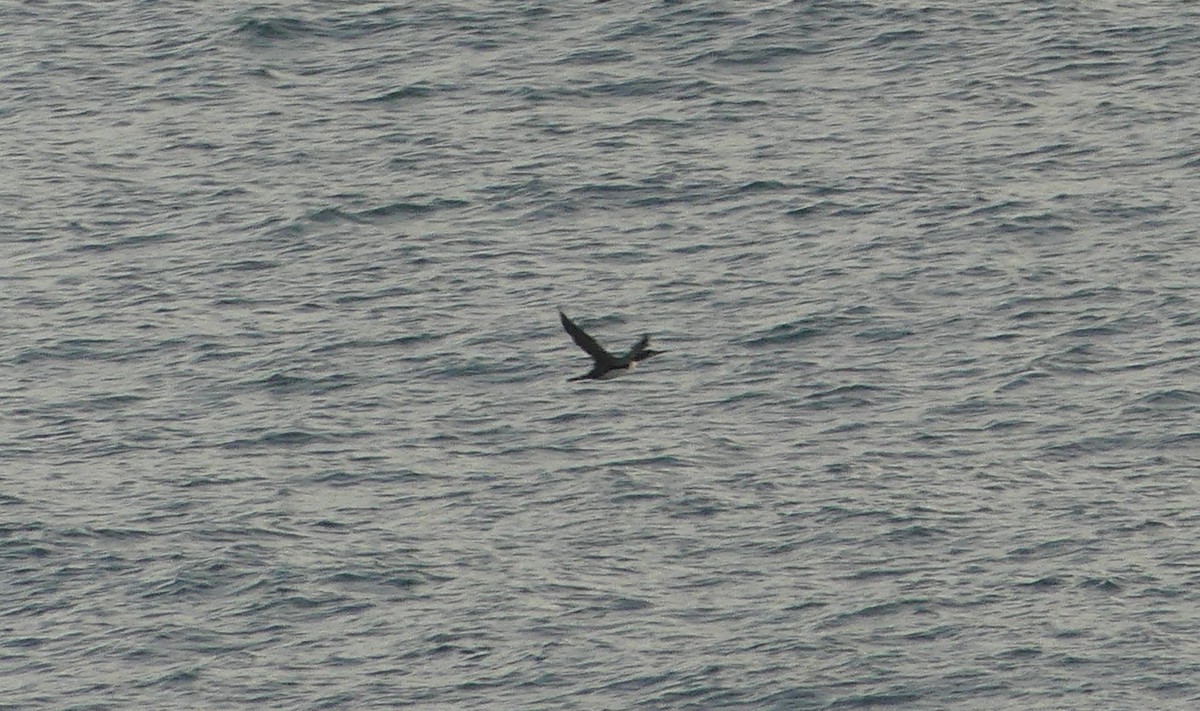 Strolaga maggiore - ML646235047