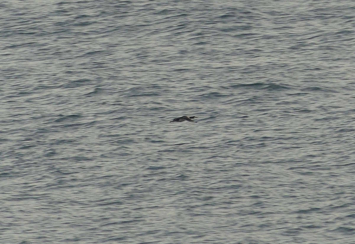 Strolaga maggiore - ML646235048