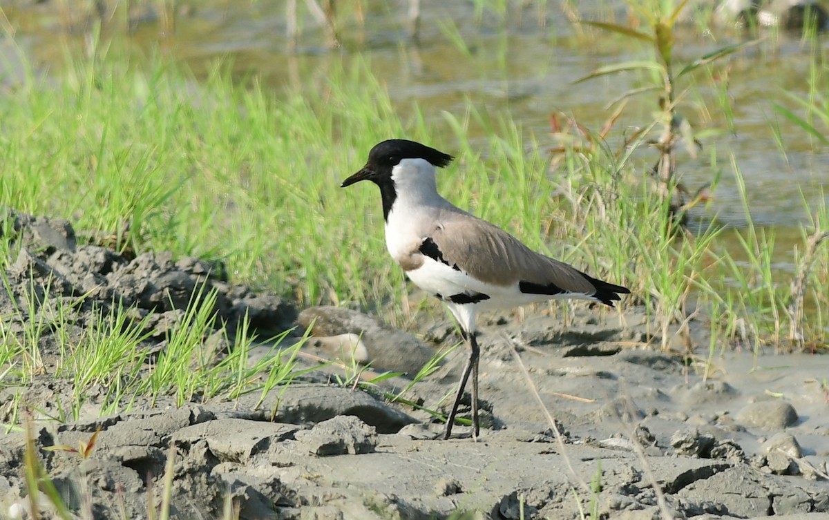 River Lapwing - ML646235049