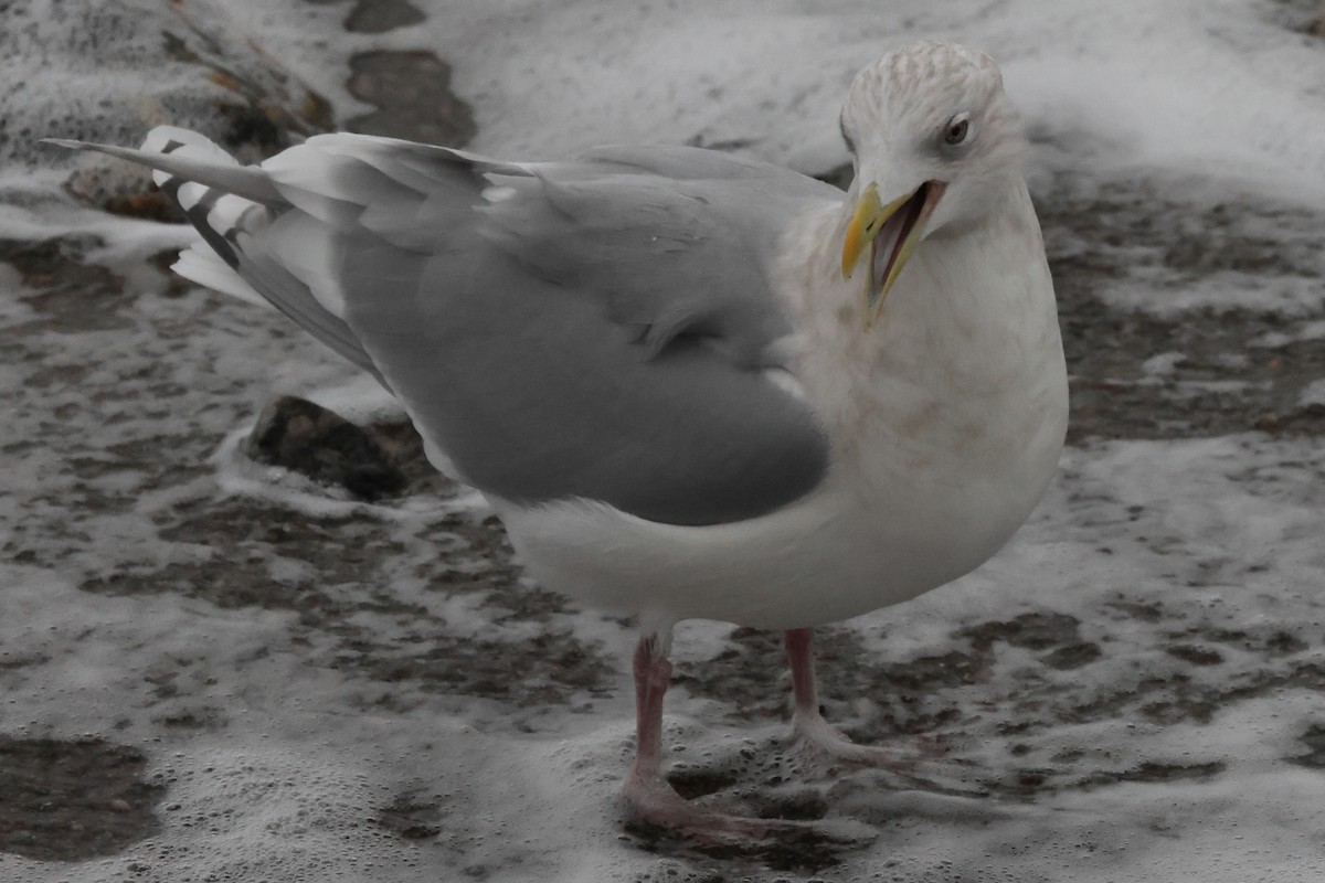 Iceland Gull - ML646235053