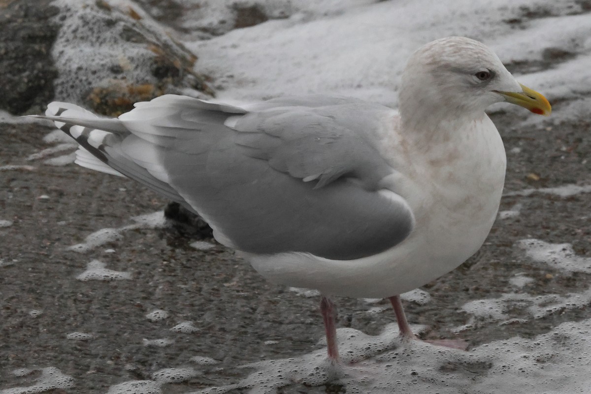 Iceland Gull - ML646235055