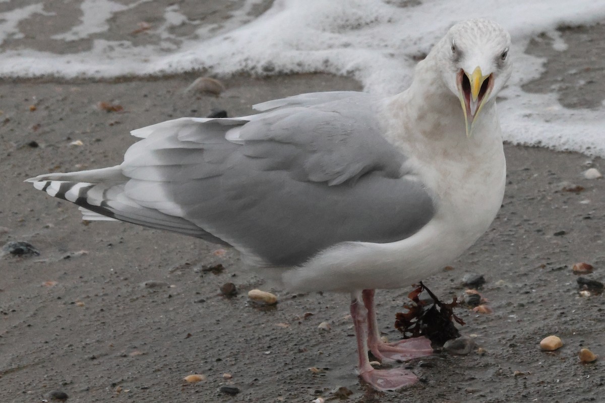 Iceland Gull - ML646235056