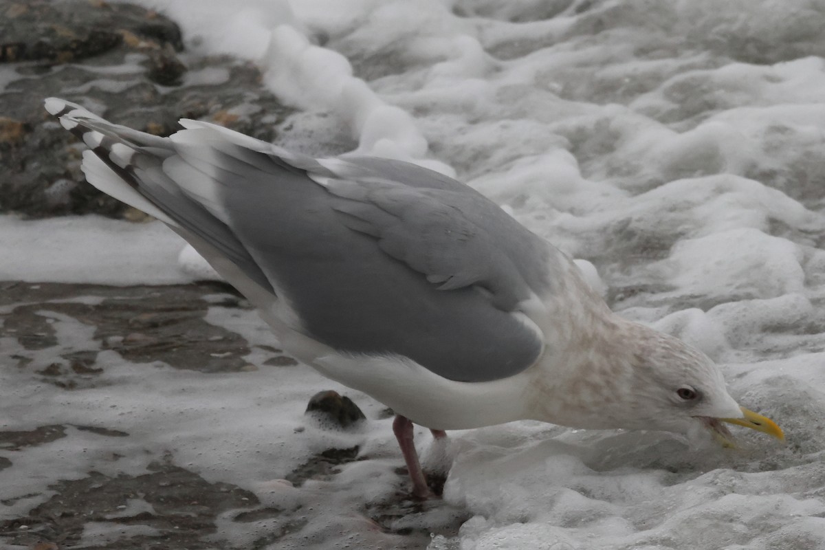 Iceland Gull - ML646235057