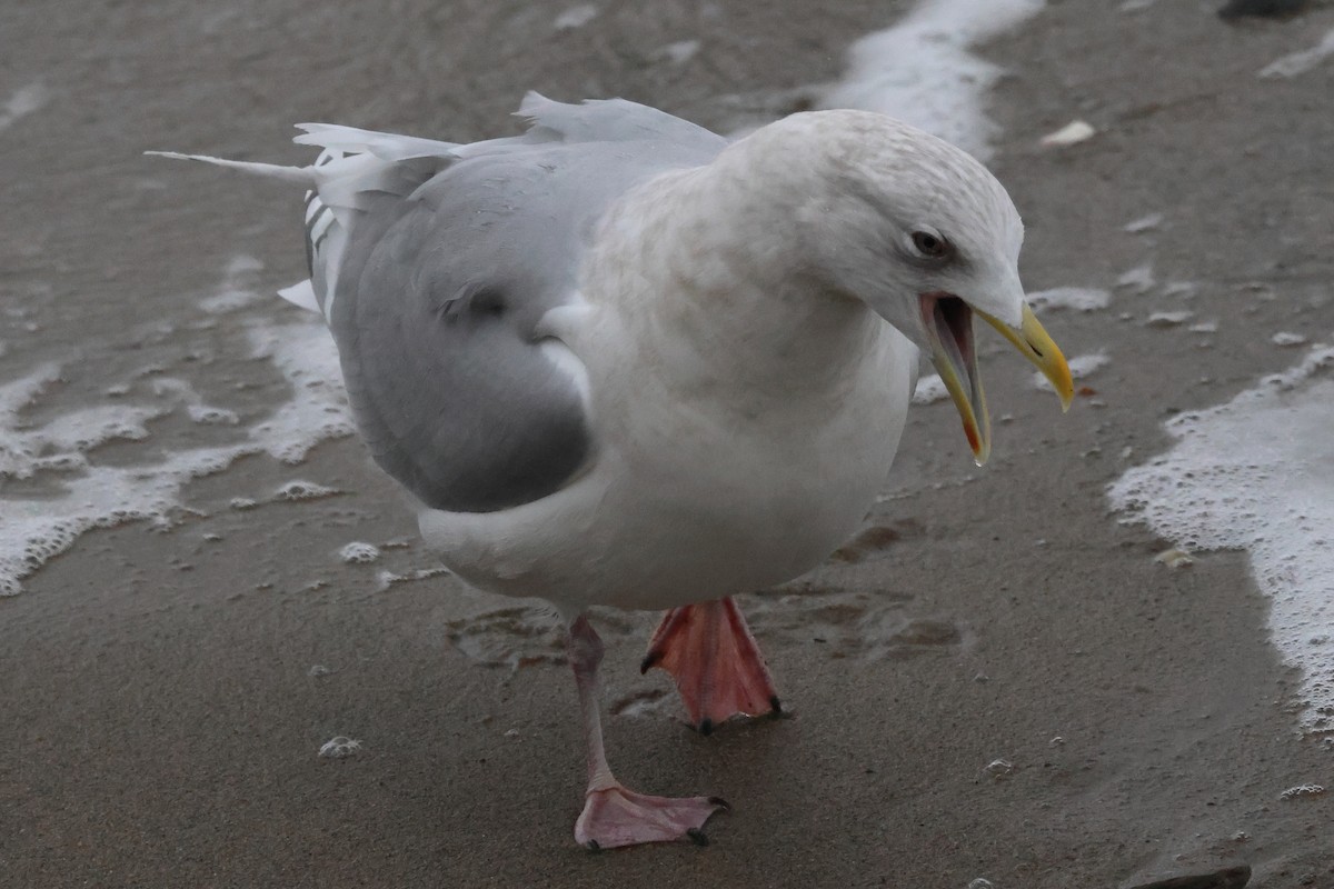 Iceland Gull - ML646235058