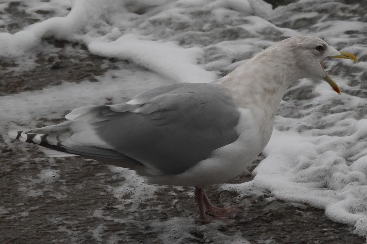 Iceland Gull - ML646235059
