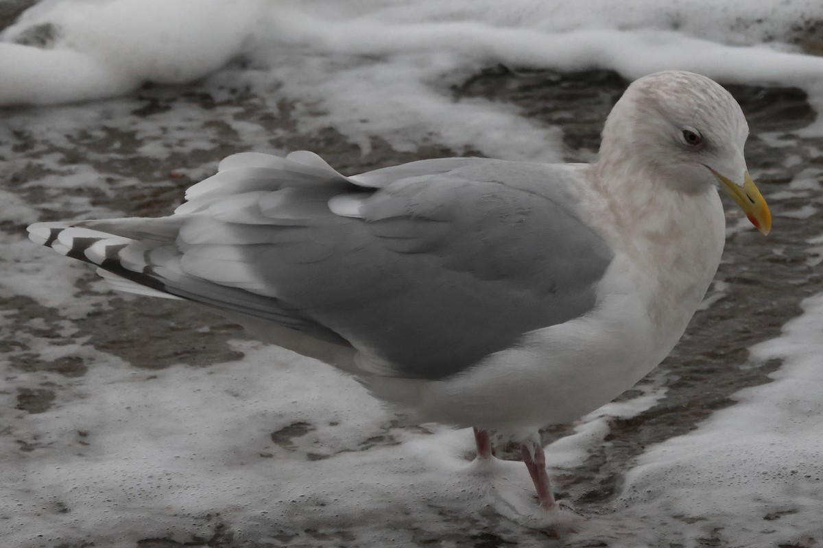 Iceland Gull - ML646235060