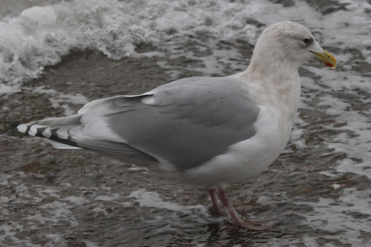 Iceland Gull - ML646235061