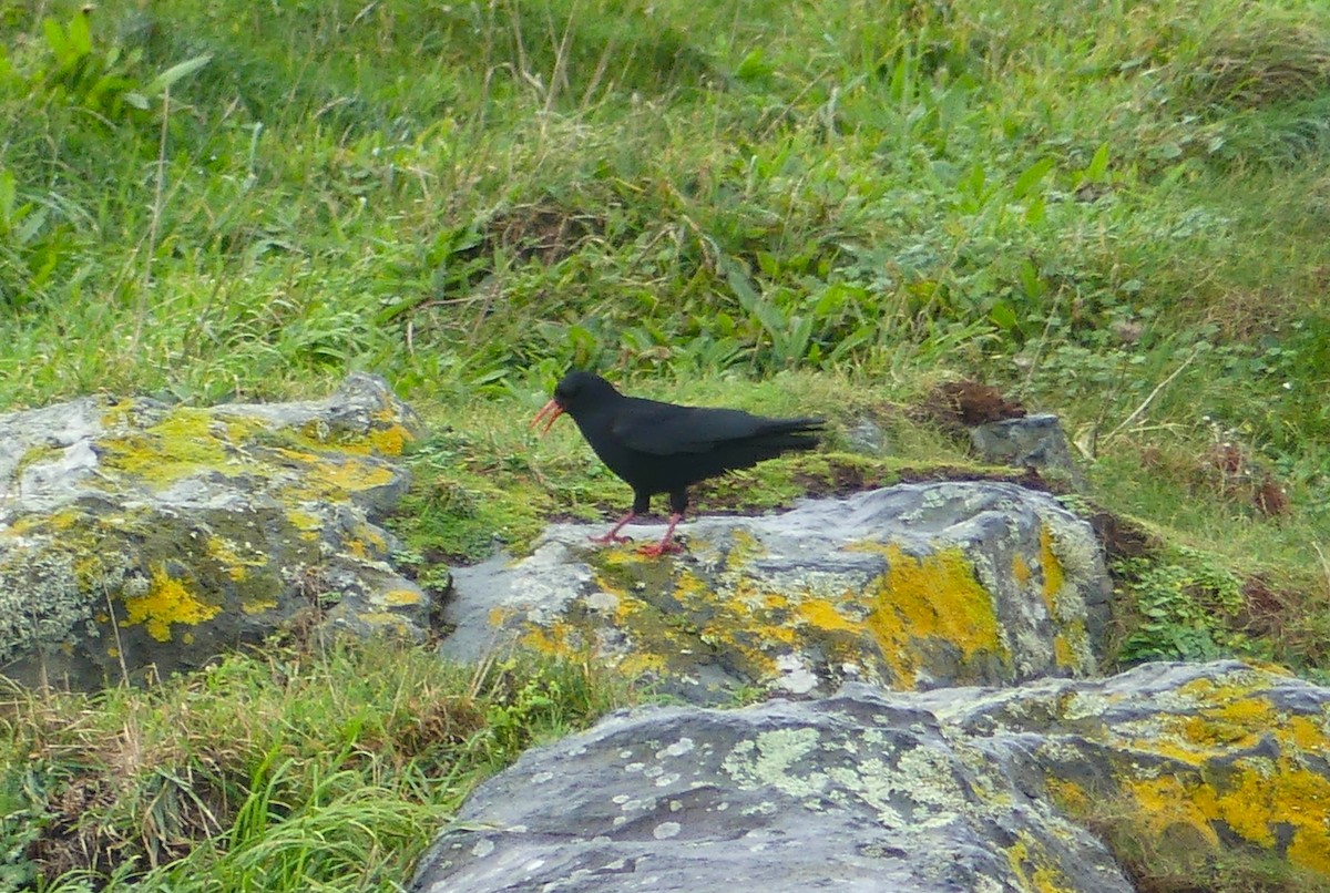 ベニハシガラス - ML646235062