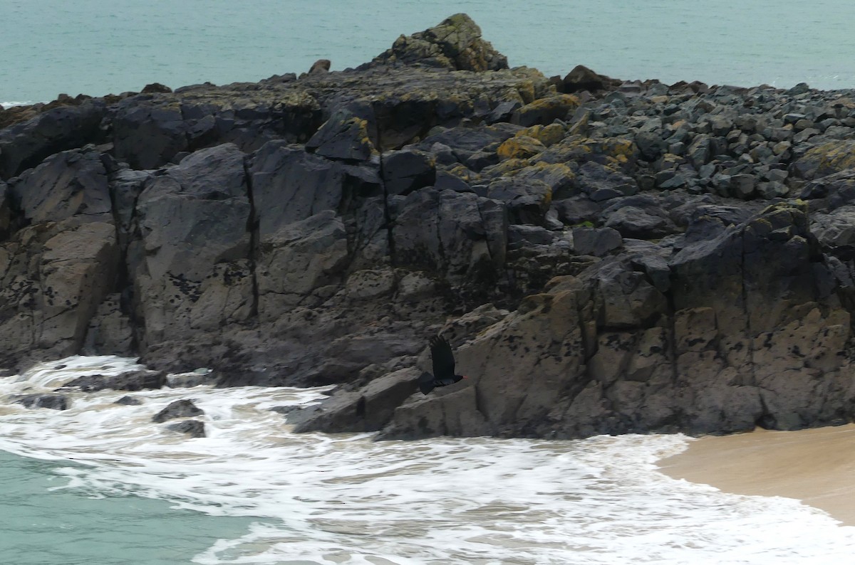 ベニハシガラス - ML646235063