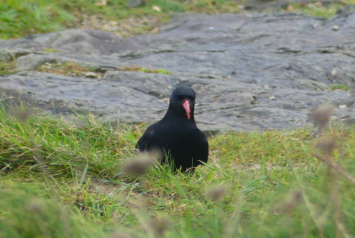 ベニハシガラス - ML646235064