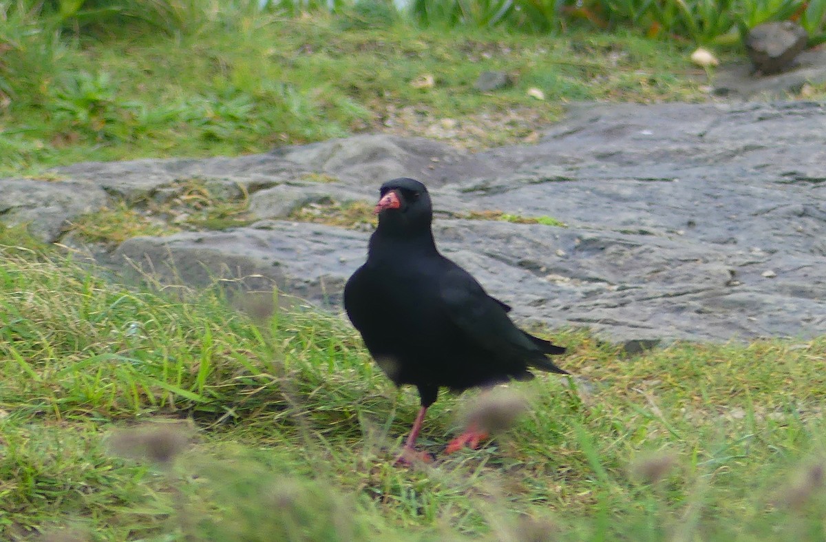 ベニハシガラス - ML646235065