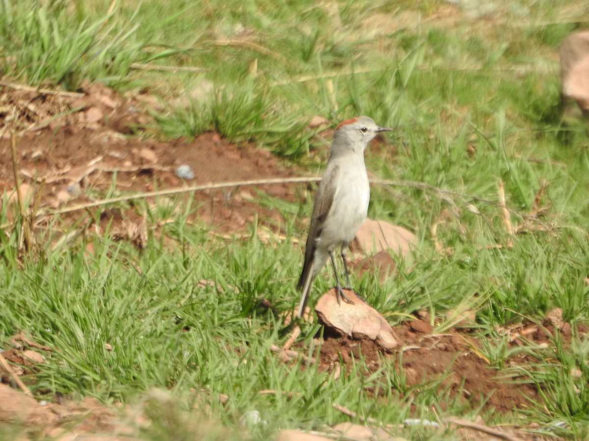 Дормілон блідий - ML646235078