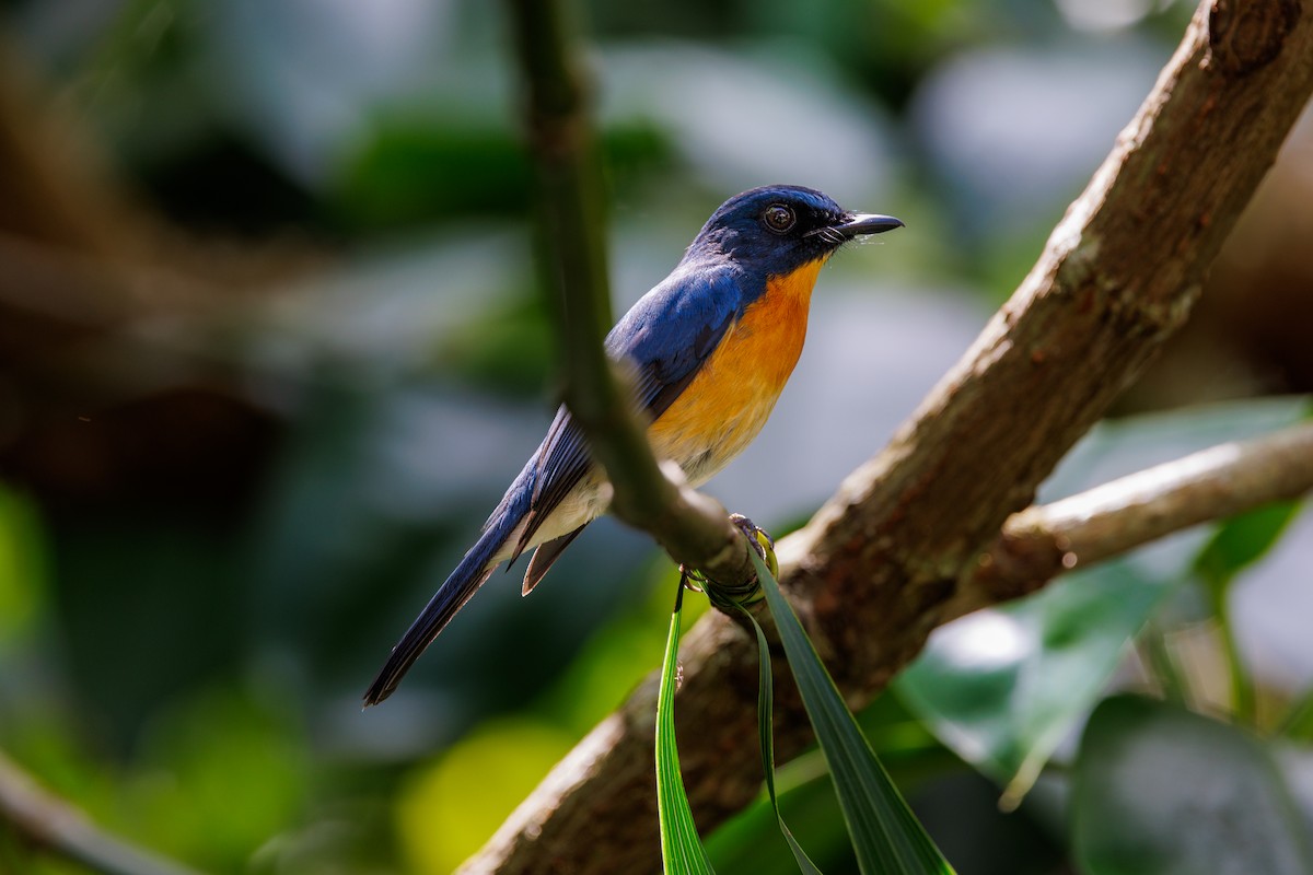 Mangrove Blue Flycatcher (Philippine) - ML646235091