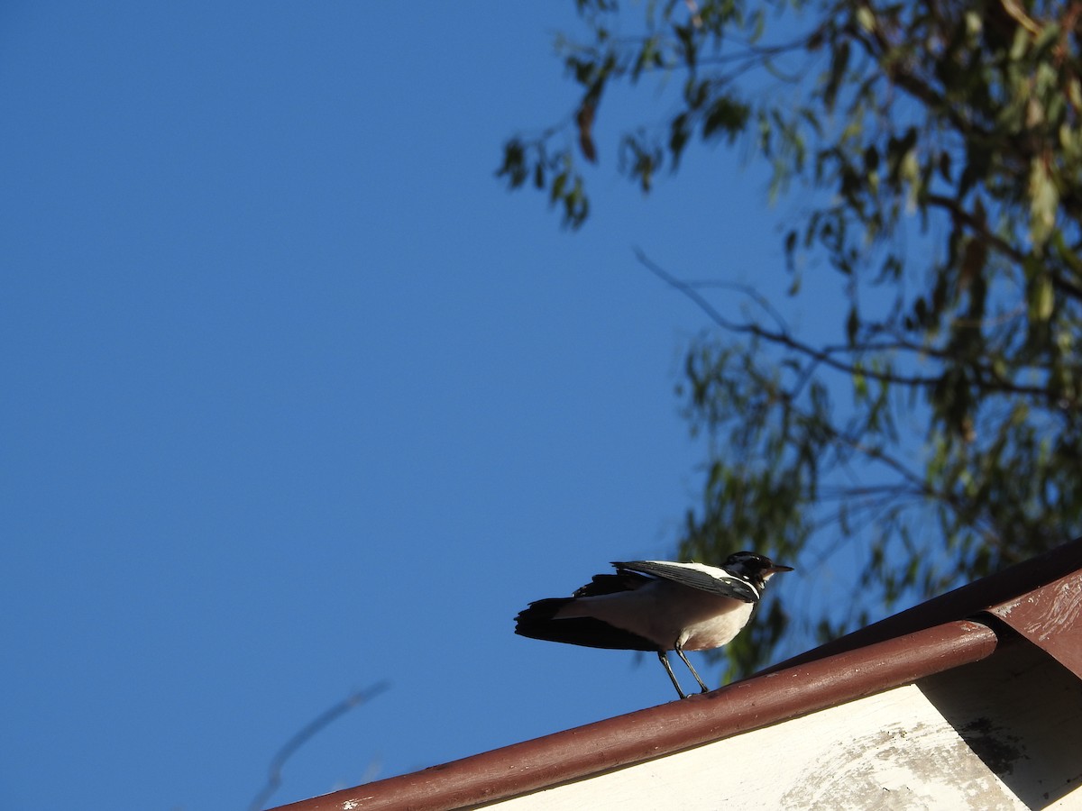 Magpie-lark - ML646235093