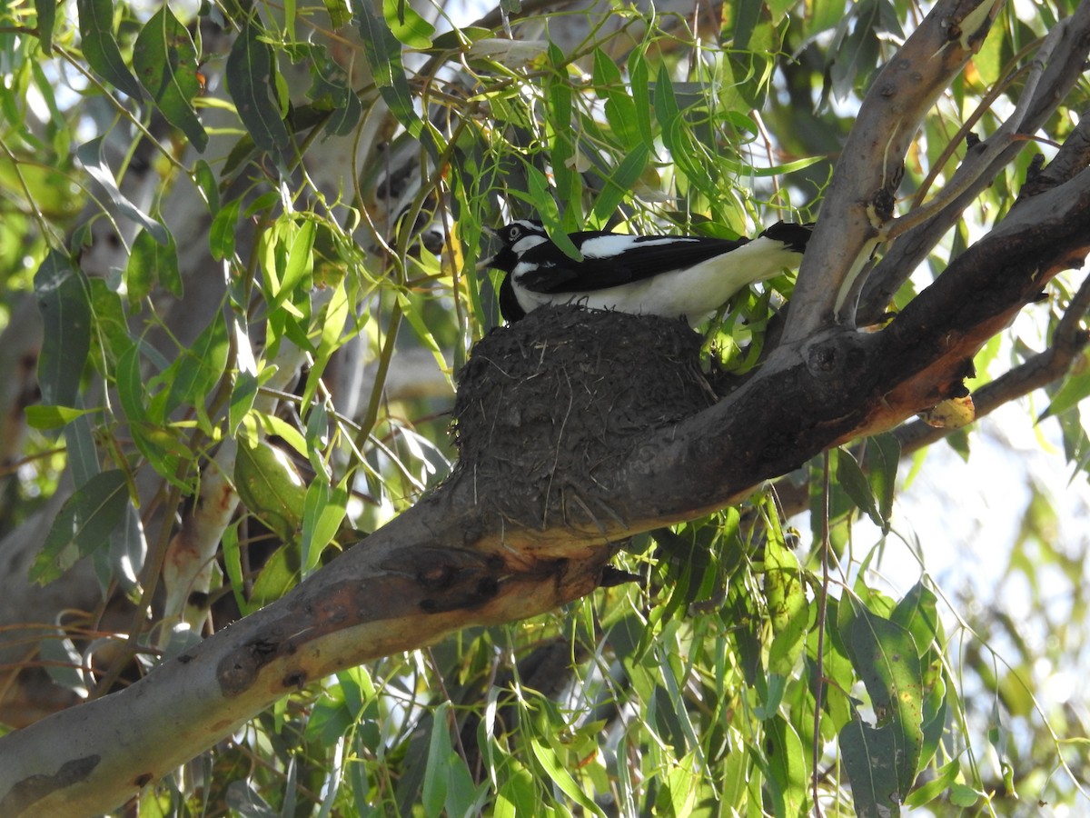 Magpie-lark - ML646235095