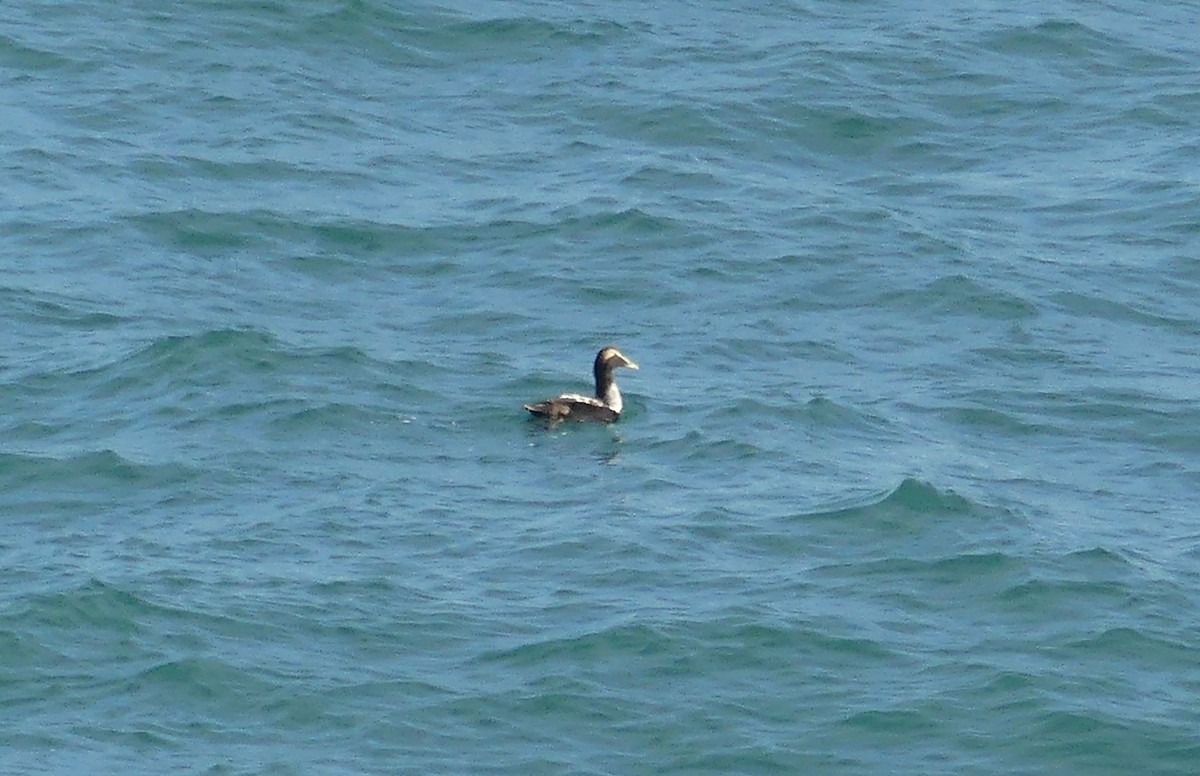 Common Eider - ML646235097