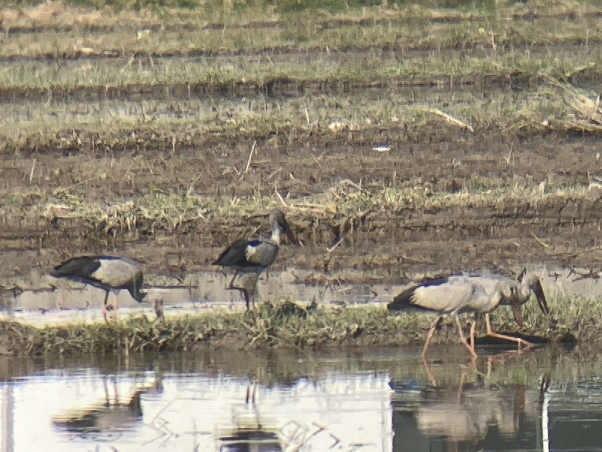 Asian Openbill - ML646235098