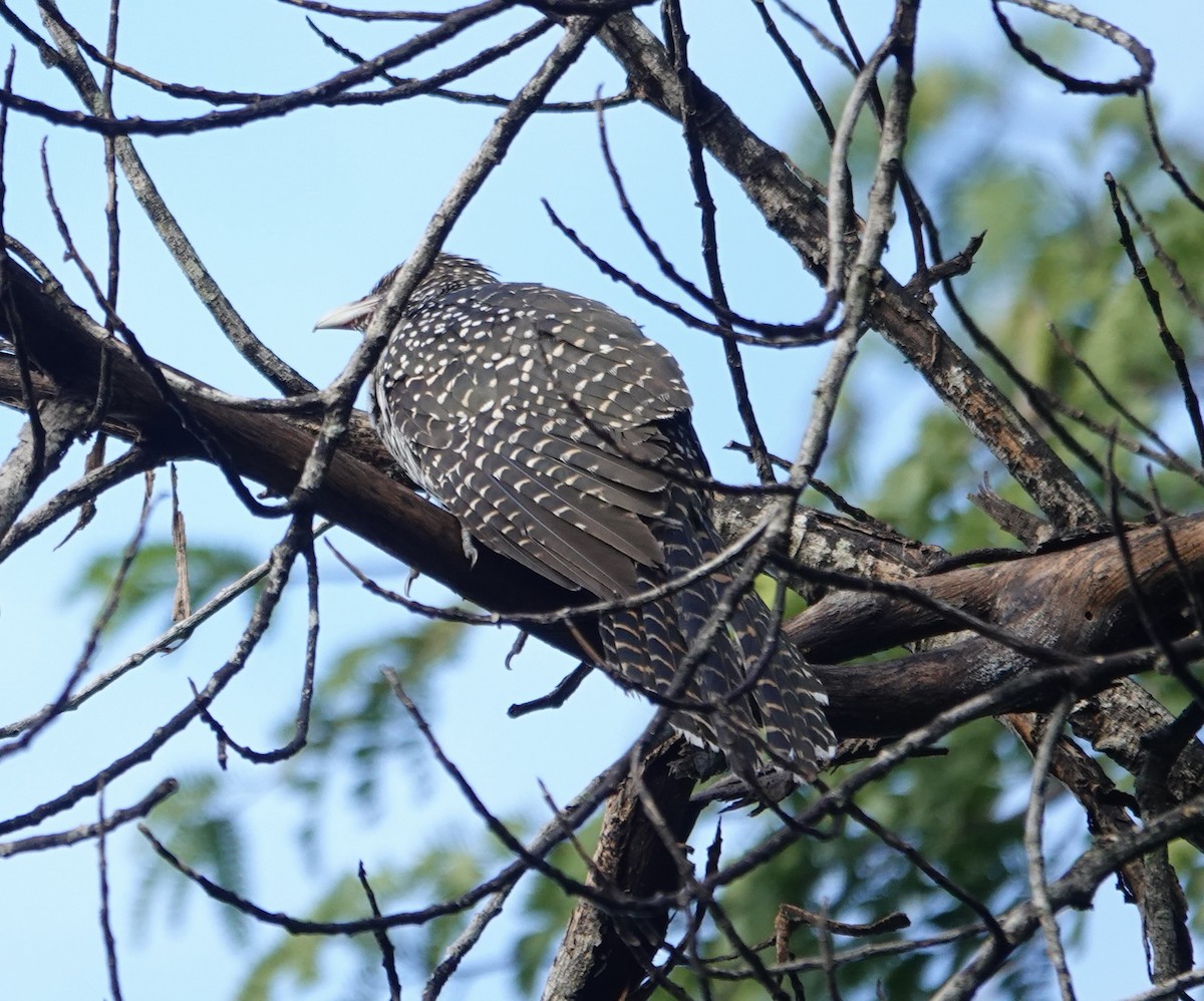 Asian Koel - ML646235099
