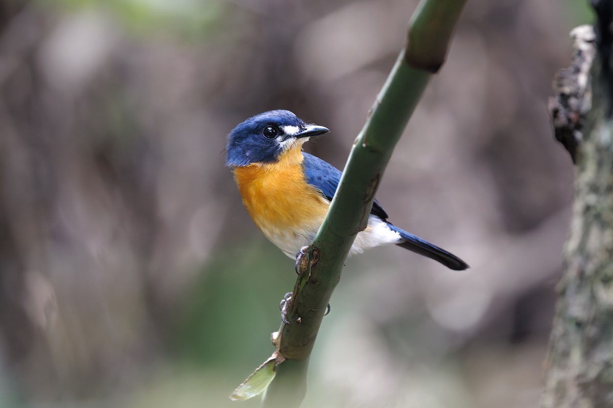 Mangrove Blue Flycatcher (Philippine) - ML646235101