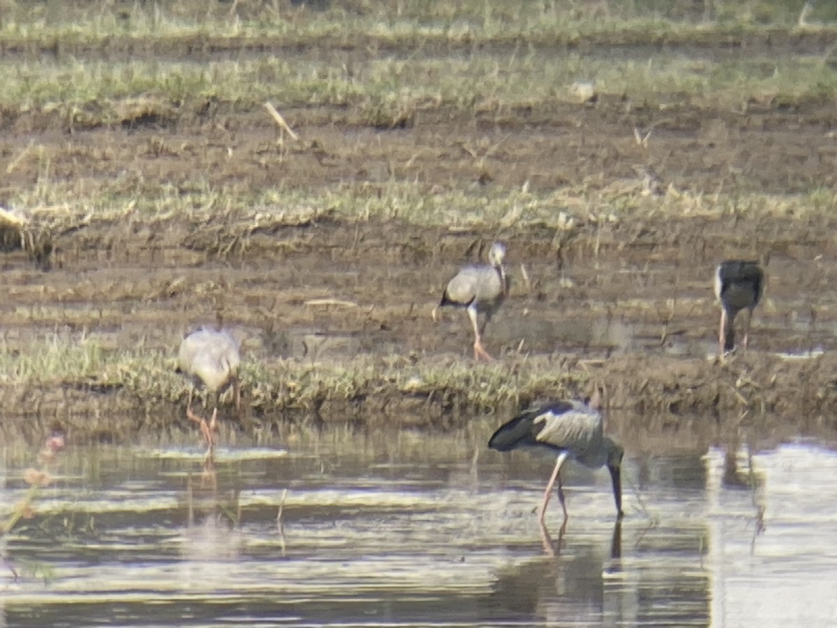 Asian Openbill - ML646235102