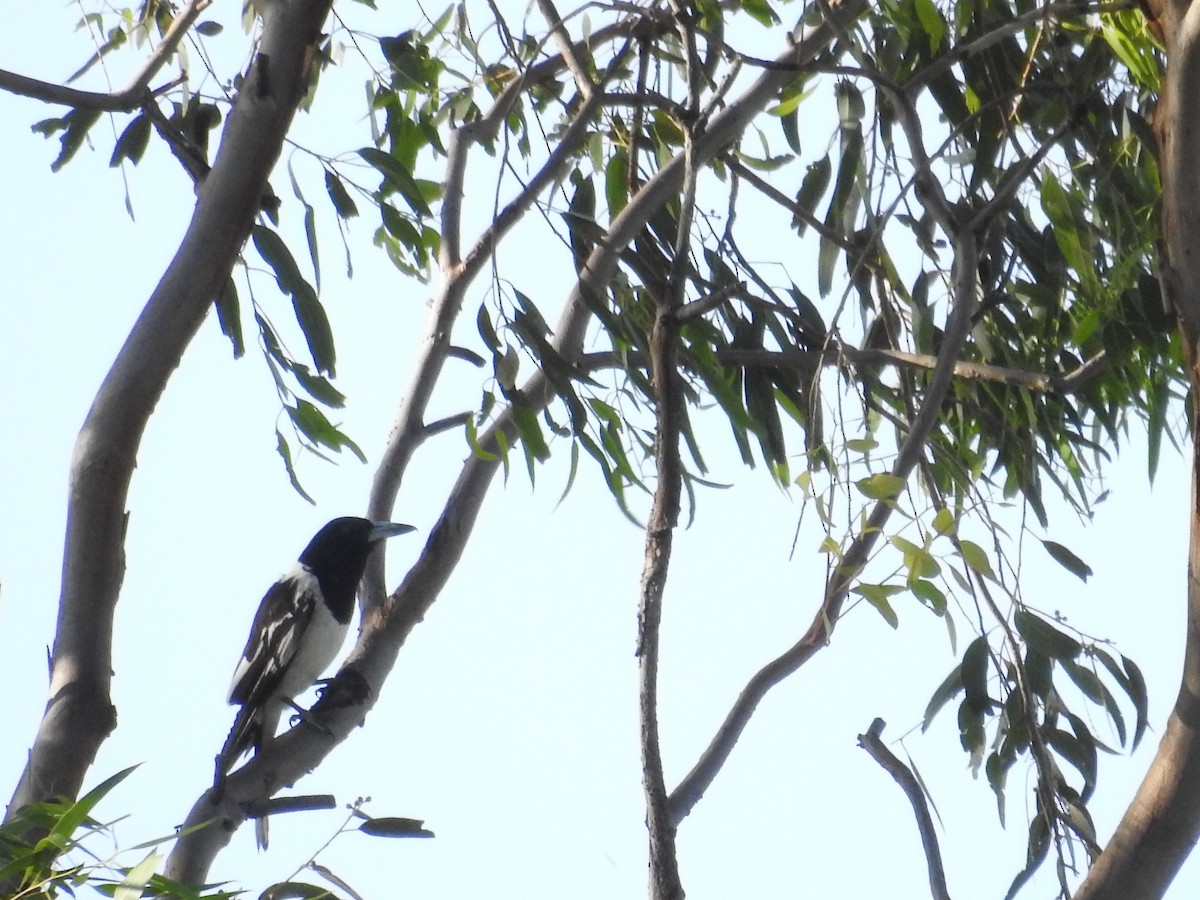 Pied Butcherbird - ML646235103