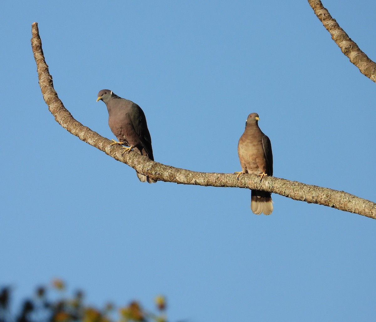 Band-tailed Pigeon - ML646235104
