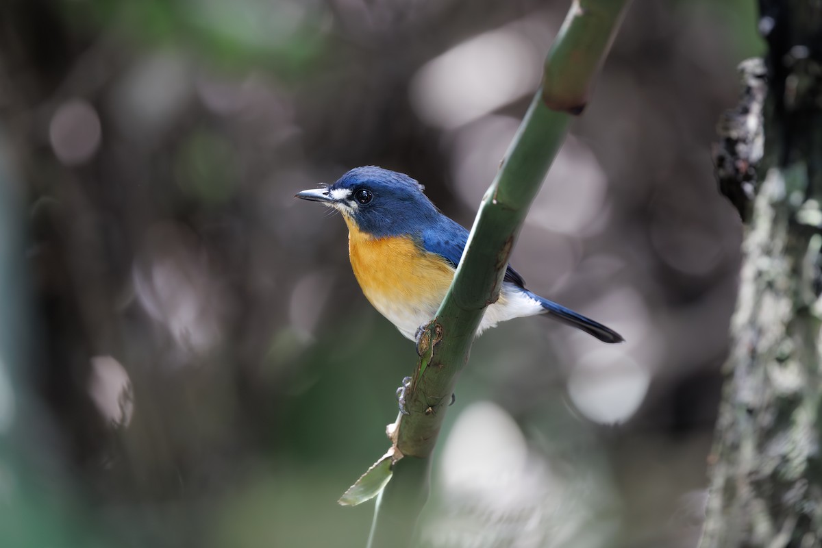 Mangrove Blue Flycatcher (Philippine) - ML646235105