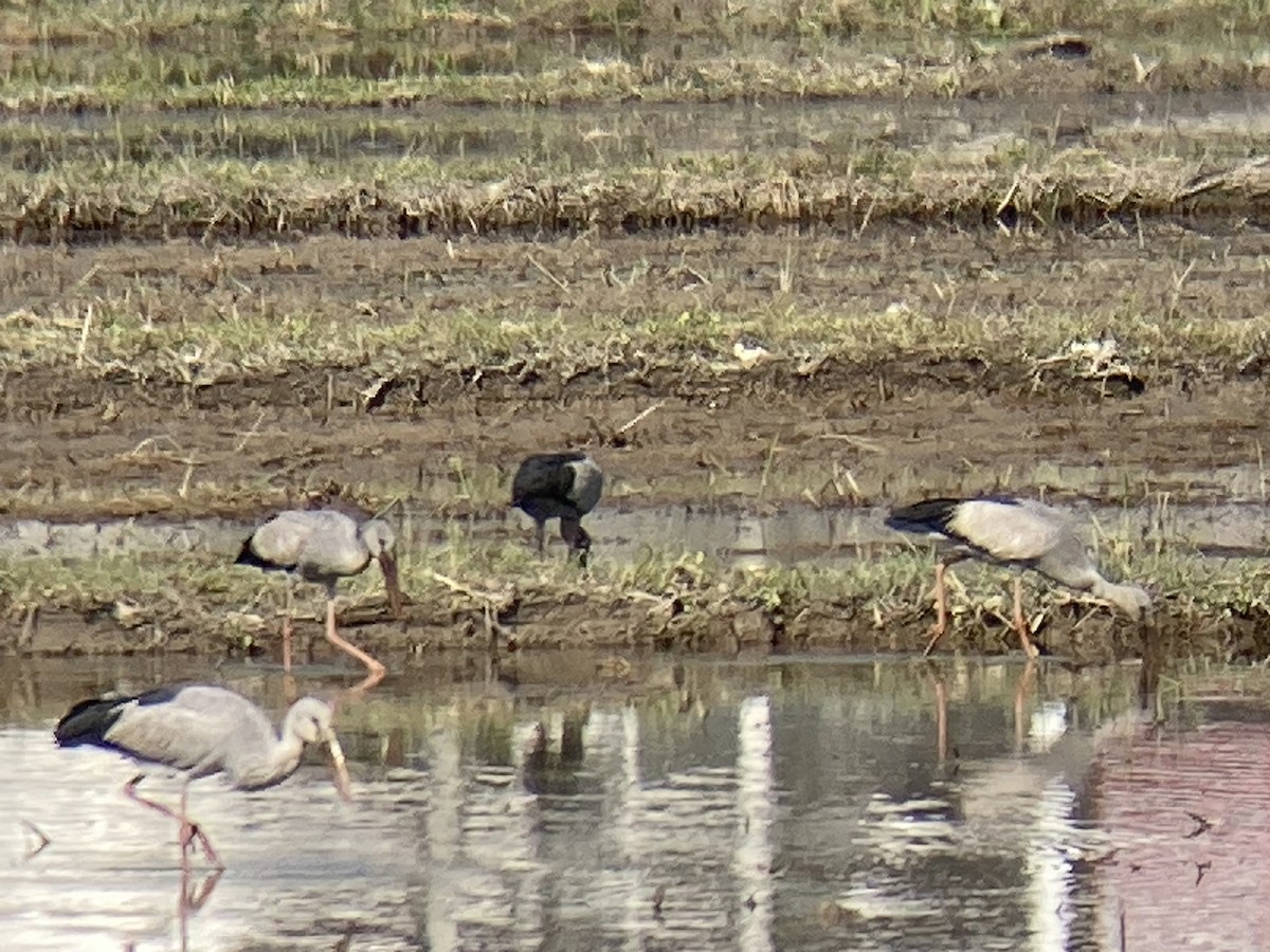 Asian Openbill - ML646235106