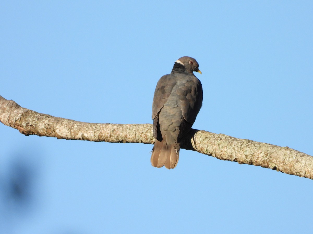 Band-tailed Pigeon - ML646235107