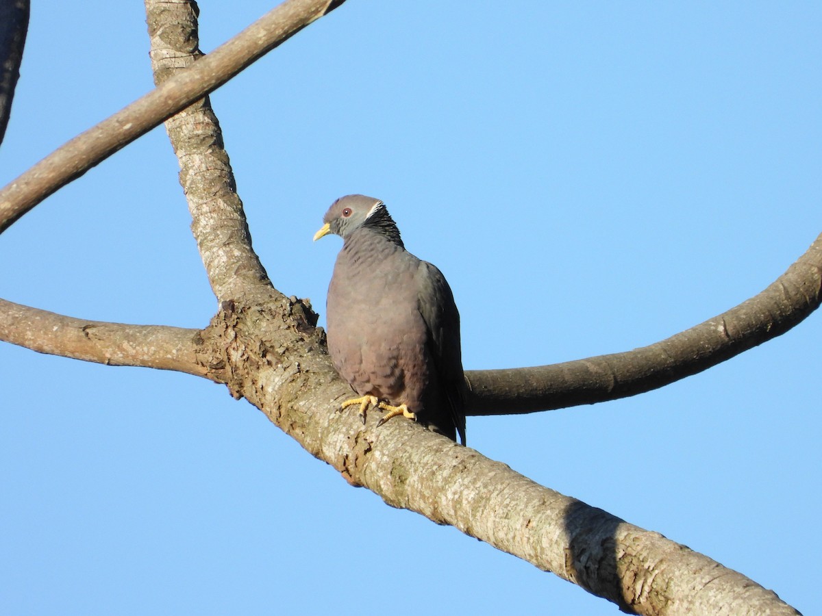 Band-tailed Pigeon - ML646235110