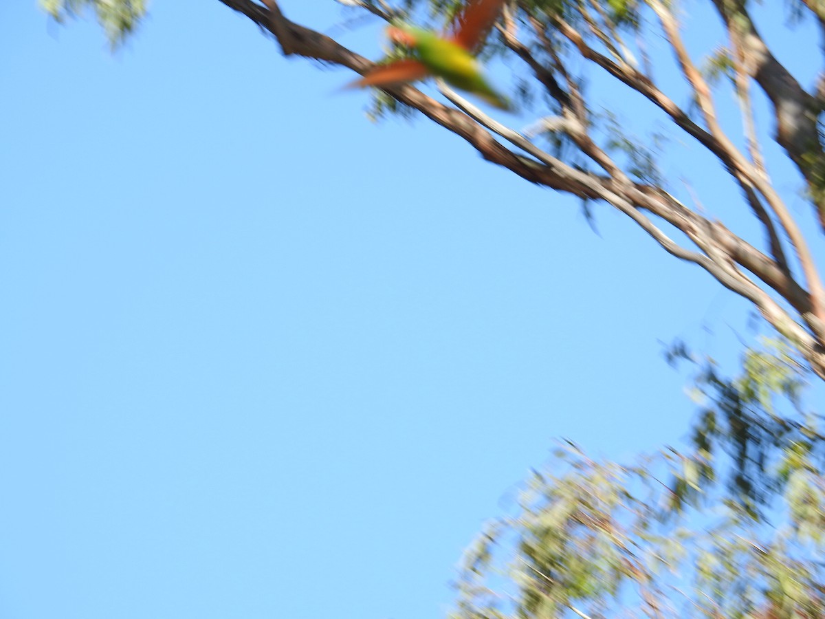 Scaly-breasted Lorikeet - ML646235111