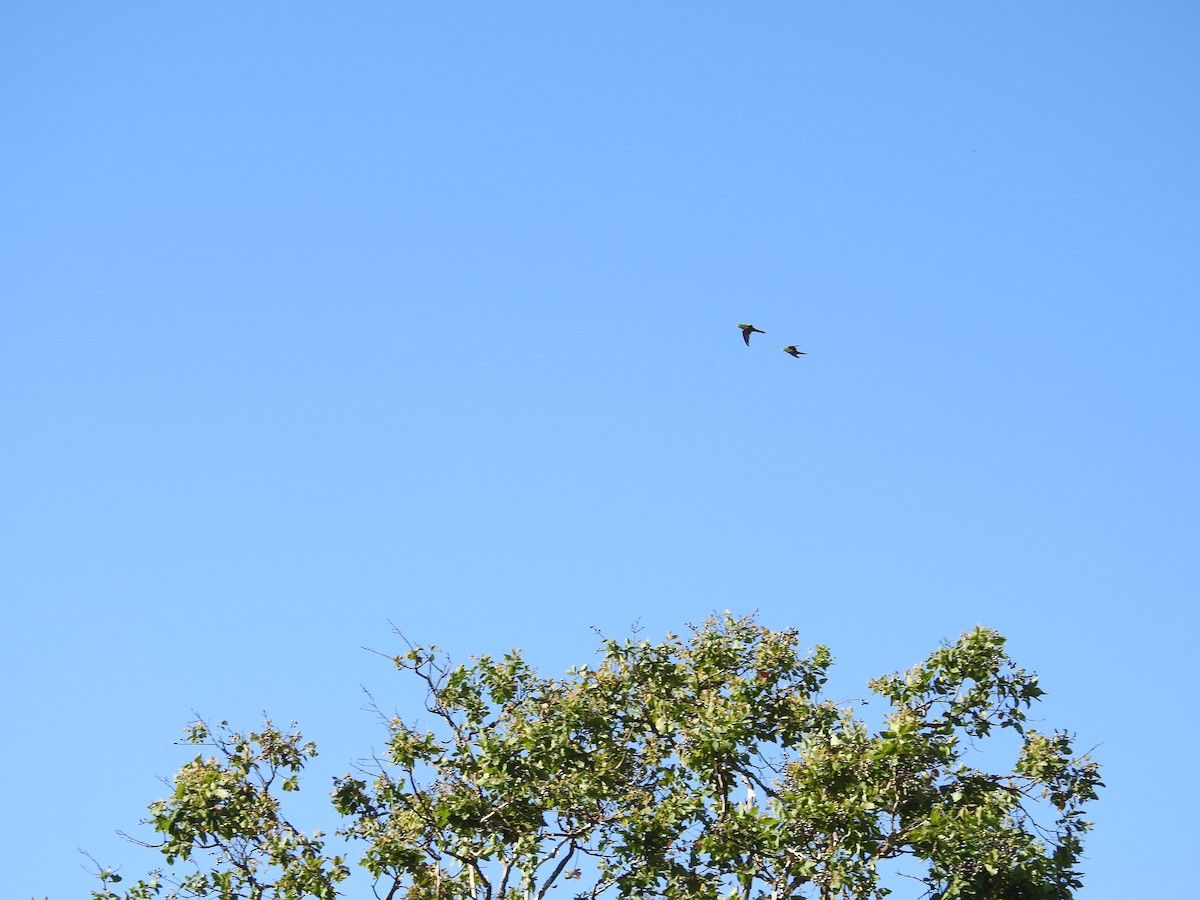 Scaly-breasted Lorikeet - ML646235112