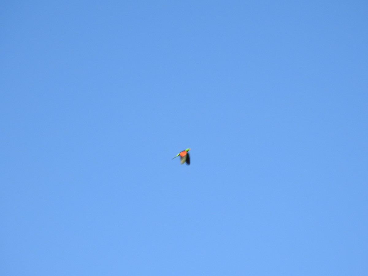 Red-winged Parrot - ML646235115