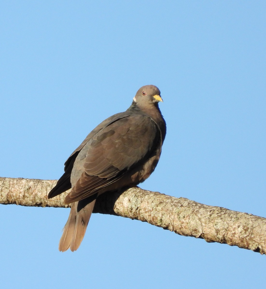 Band-tailed Pigeon - ML646235116