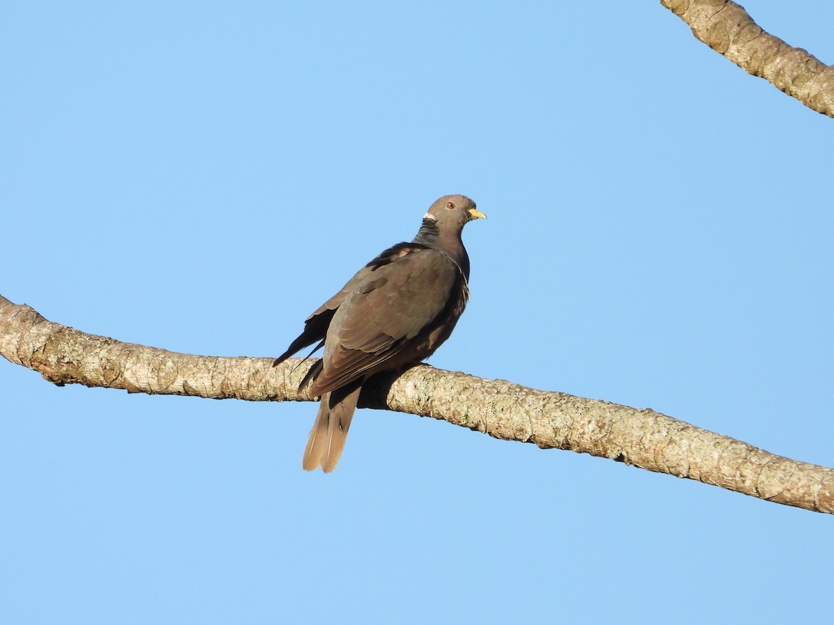 Band-tailed Pigeon - ML646235124