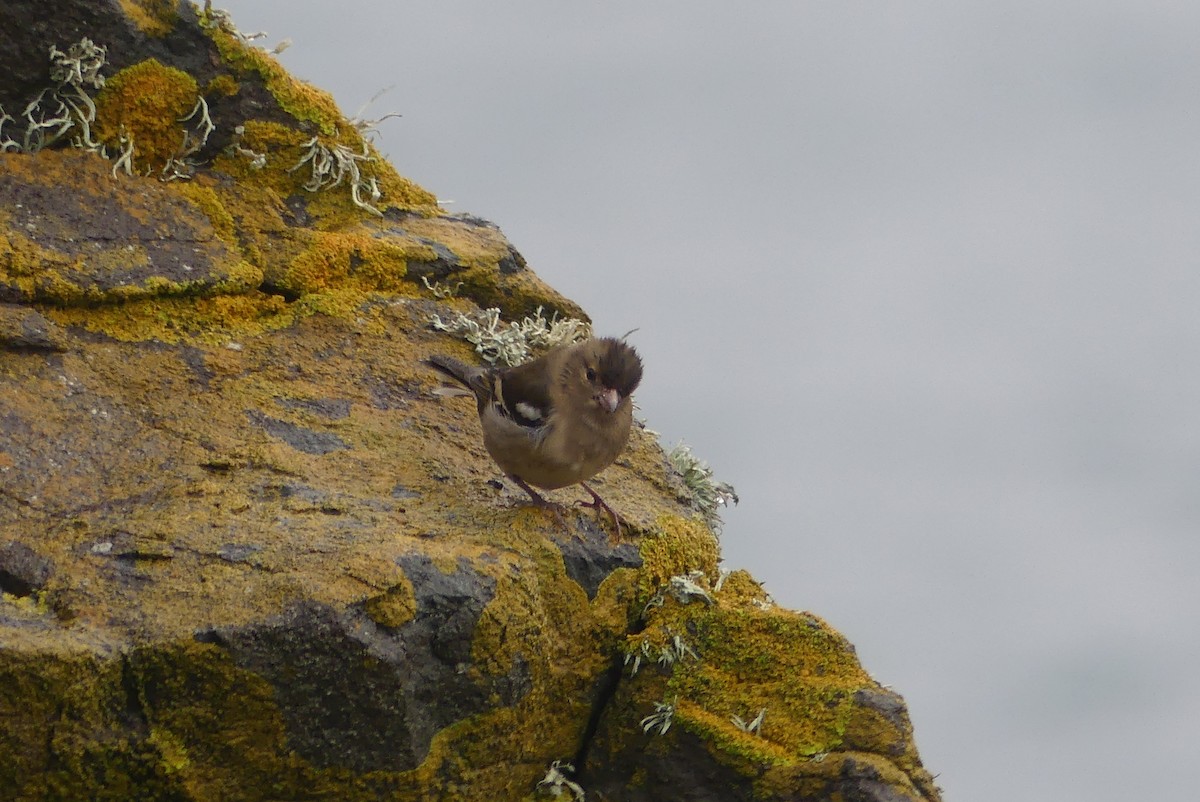 Common Chaffinch - ML646235125