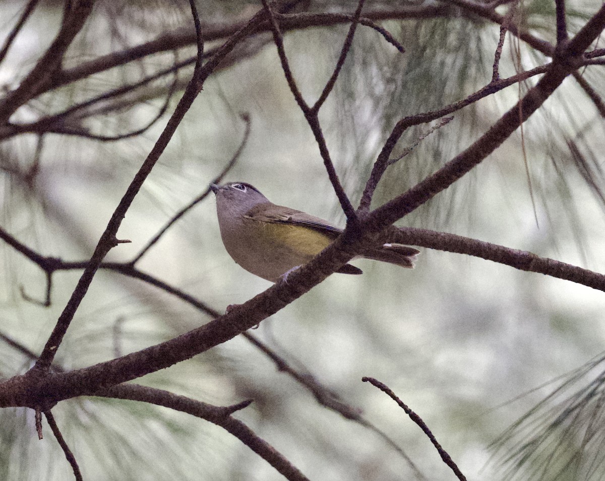 Green Shrike-Babbler - ML646235126