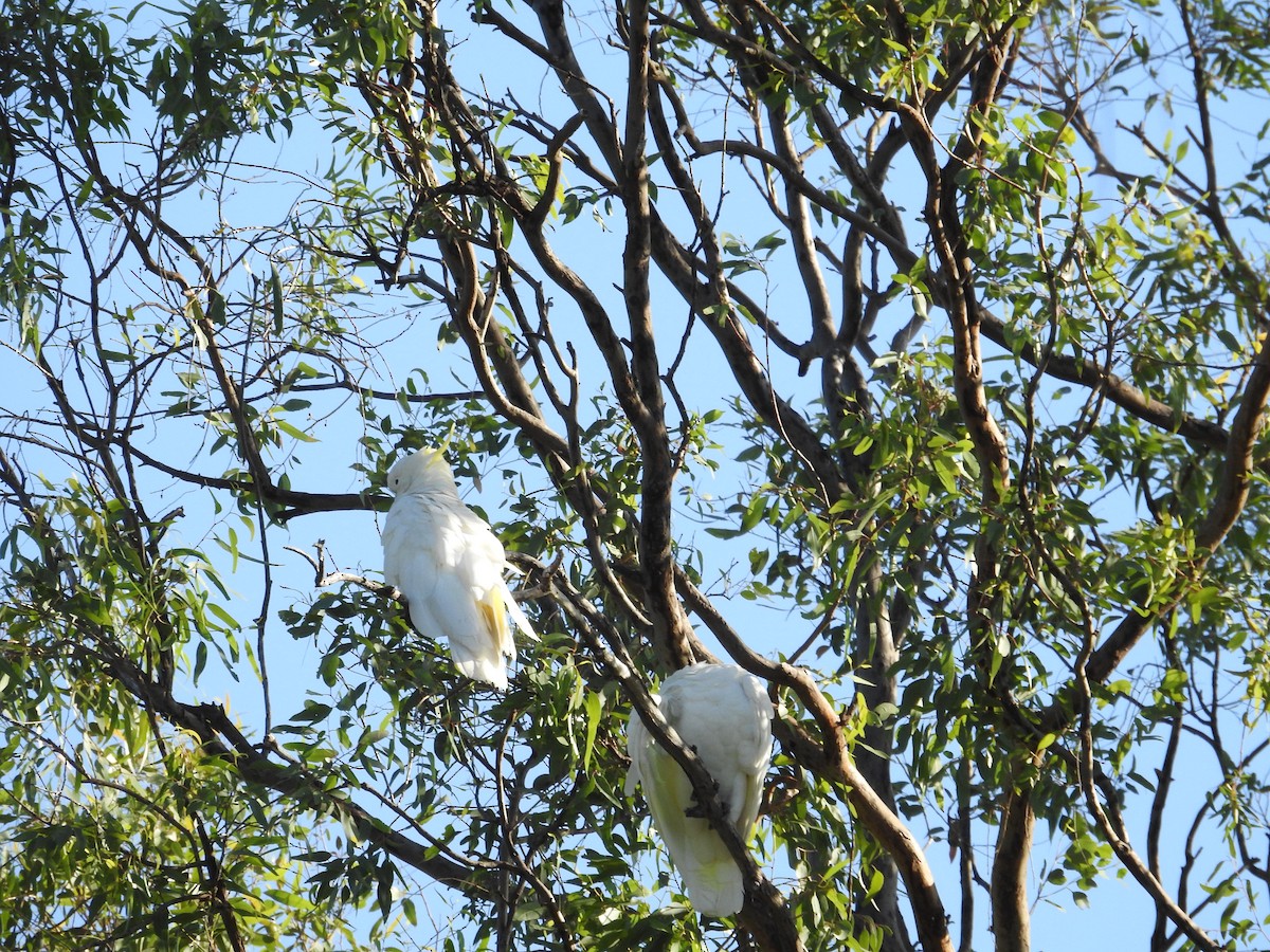 Sulphur-crested Cockatoo - ML646235128