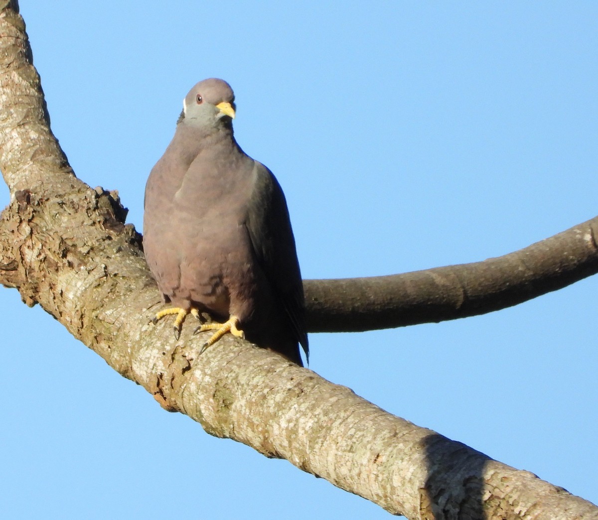 Band-tailed Pigeon - ML646235131