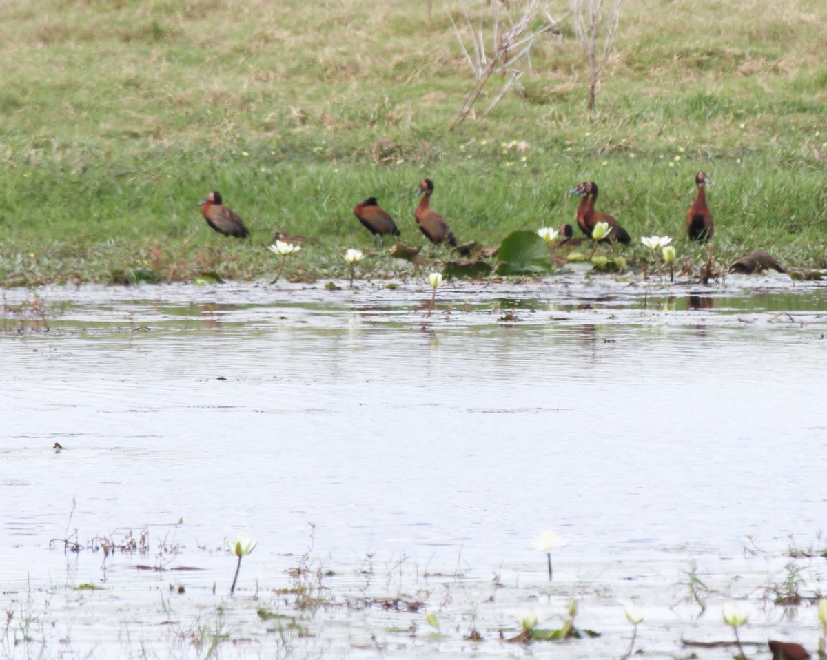 White-faced Whistling-Duck - ML646235134
