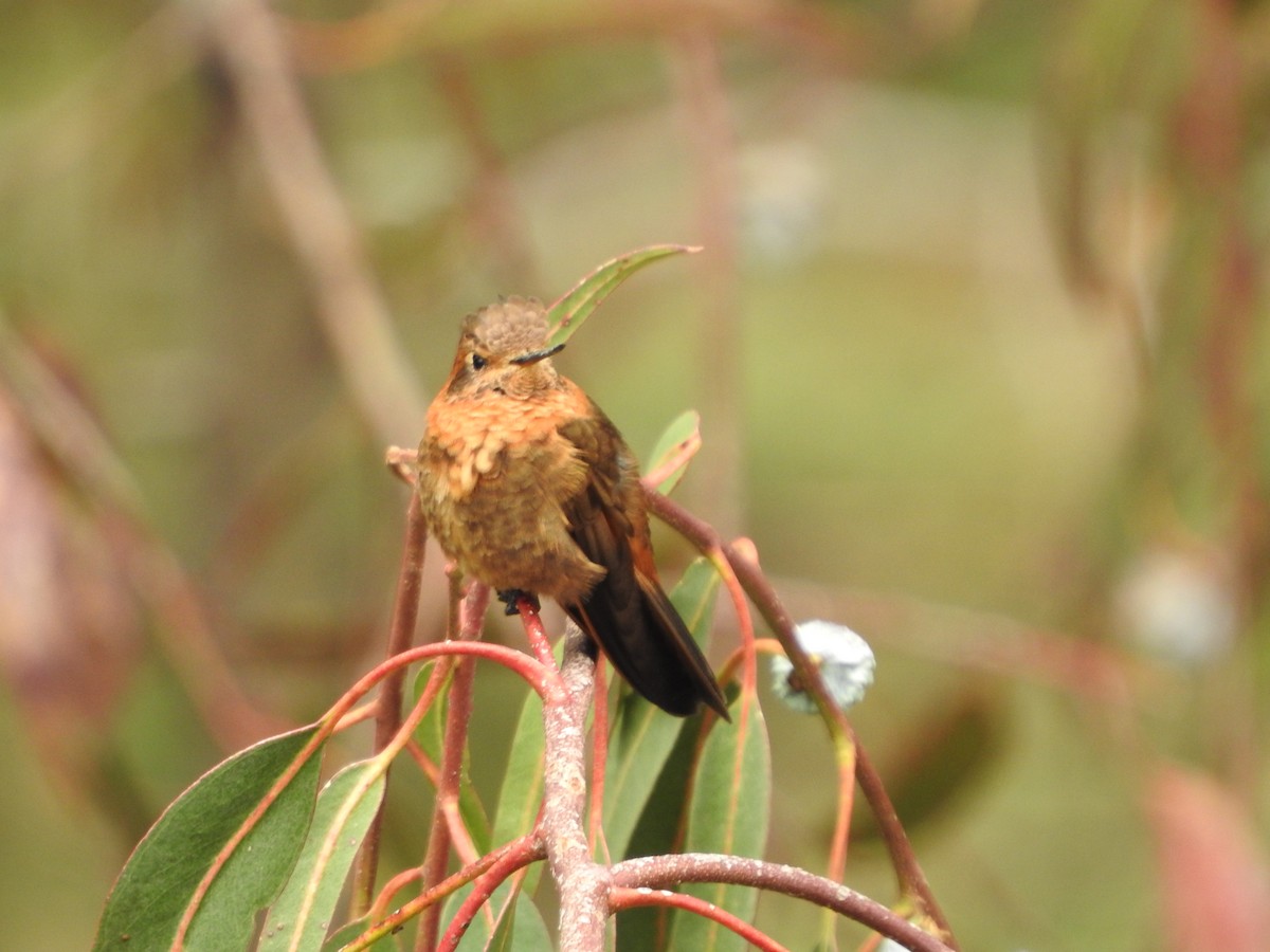 Shining Sunbeam - ML646235135