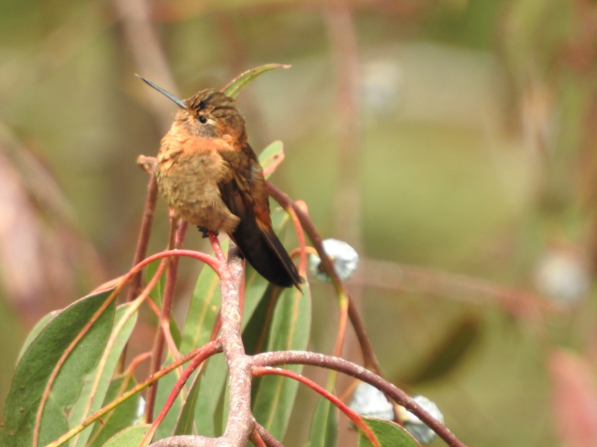 Shining Sunbeam - ML646235136