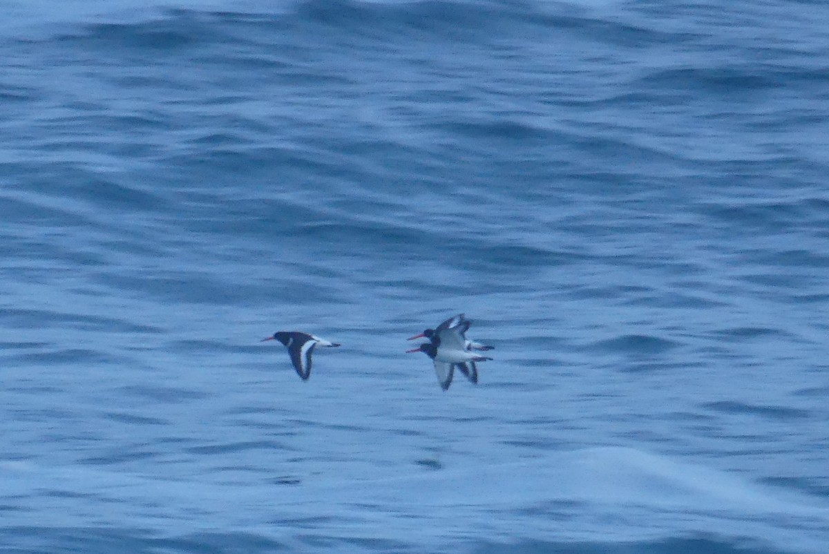 Eurasian Oystercatcher - ML646235140